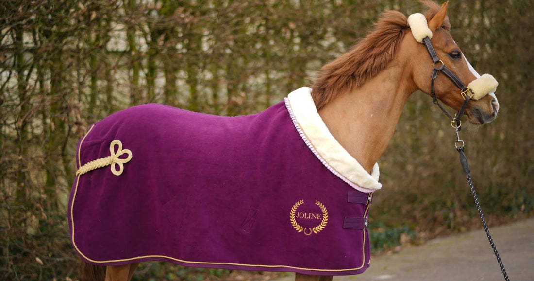 Paarden toebehoren, dit heb je nodig voor je viervoeter!