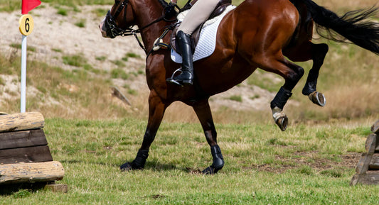 Zelf hindernissen maken voor je paard: lees onze tips!