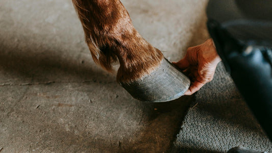 Hoeven van een paard verzorgen: 3 tips!