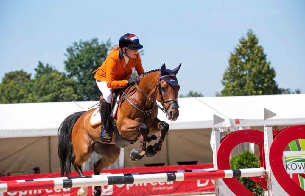 NL Browband Velvet Orange/ Royal Blue