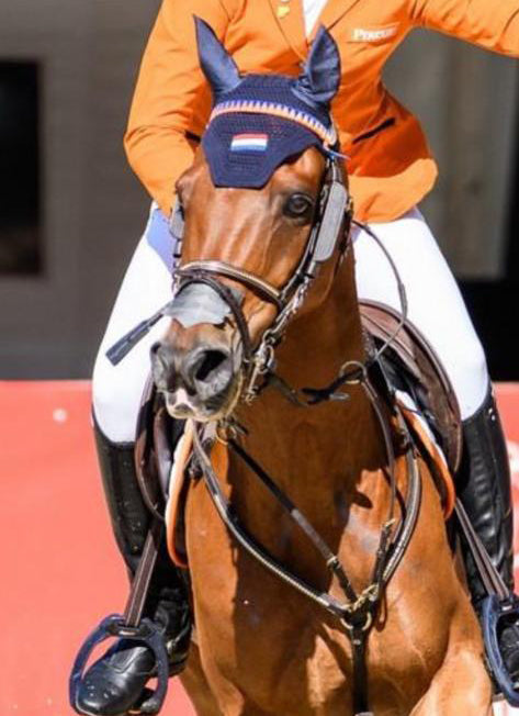 NL Browband Velvet Orange/ Royal Blue